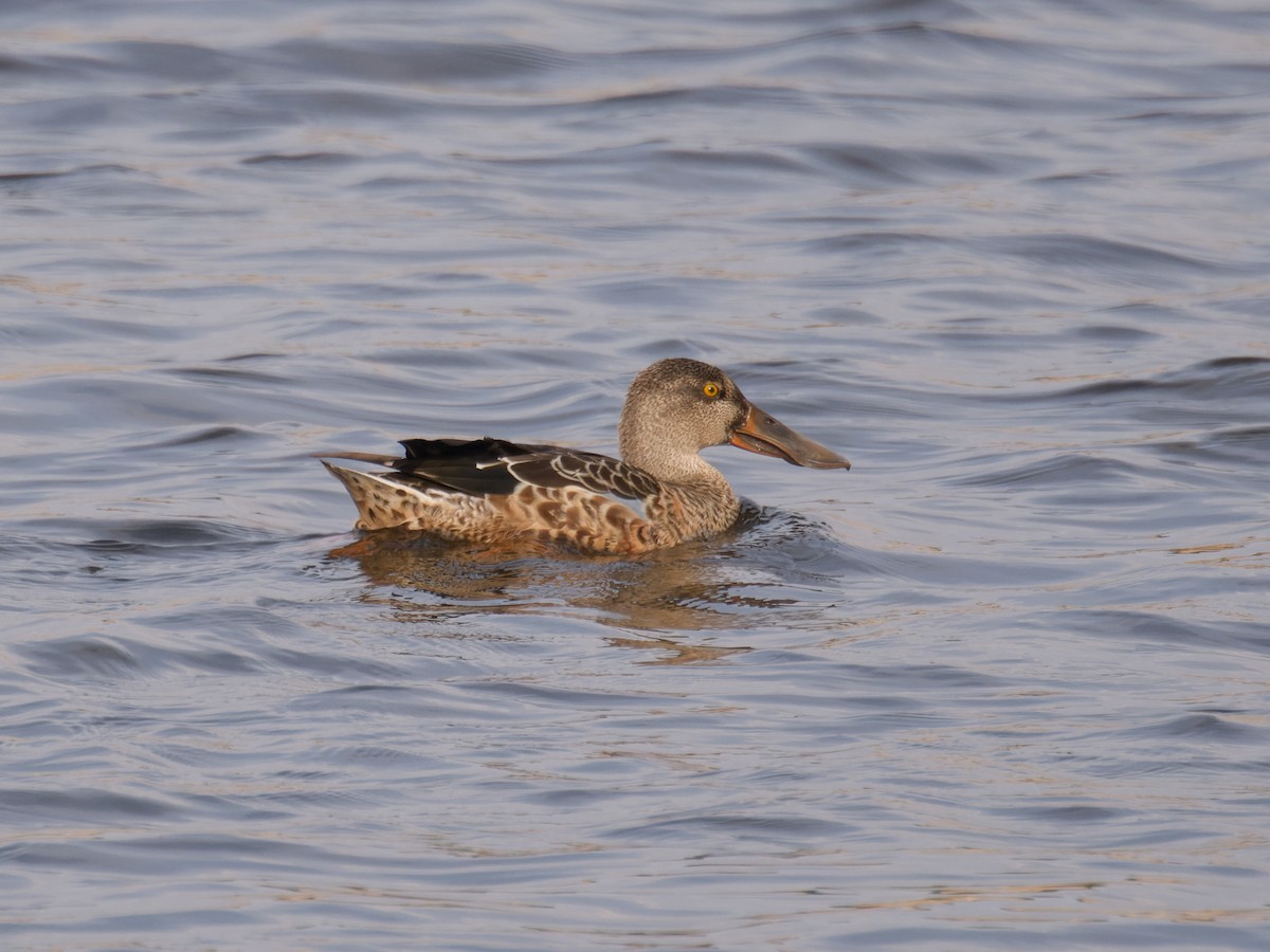 Northern Shoveler - ML624039769