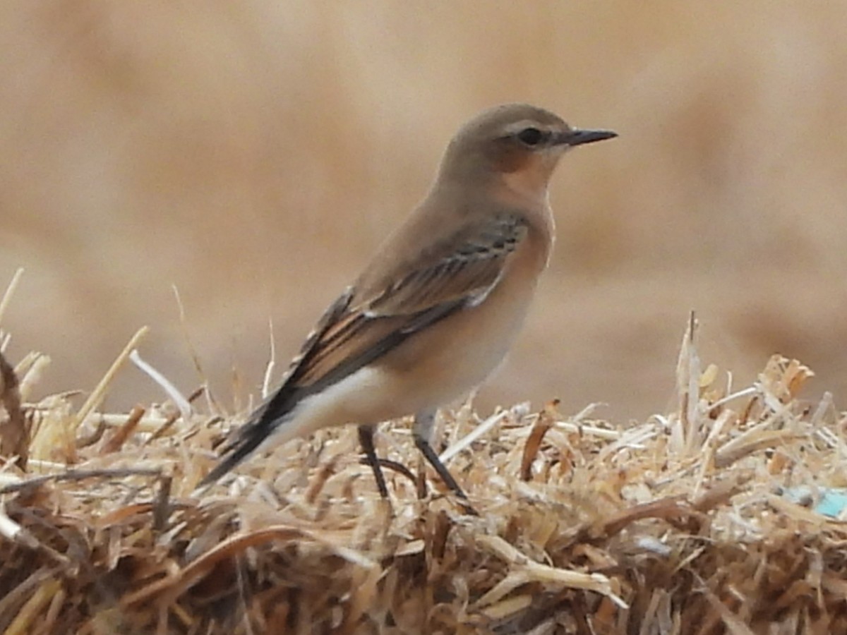 Northern Wheatear - Emilio Costillo Borrego