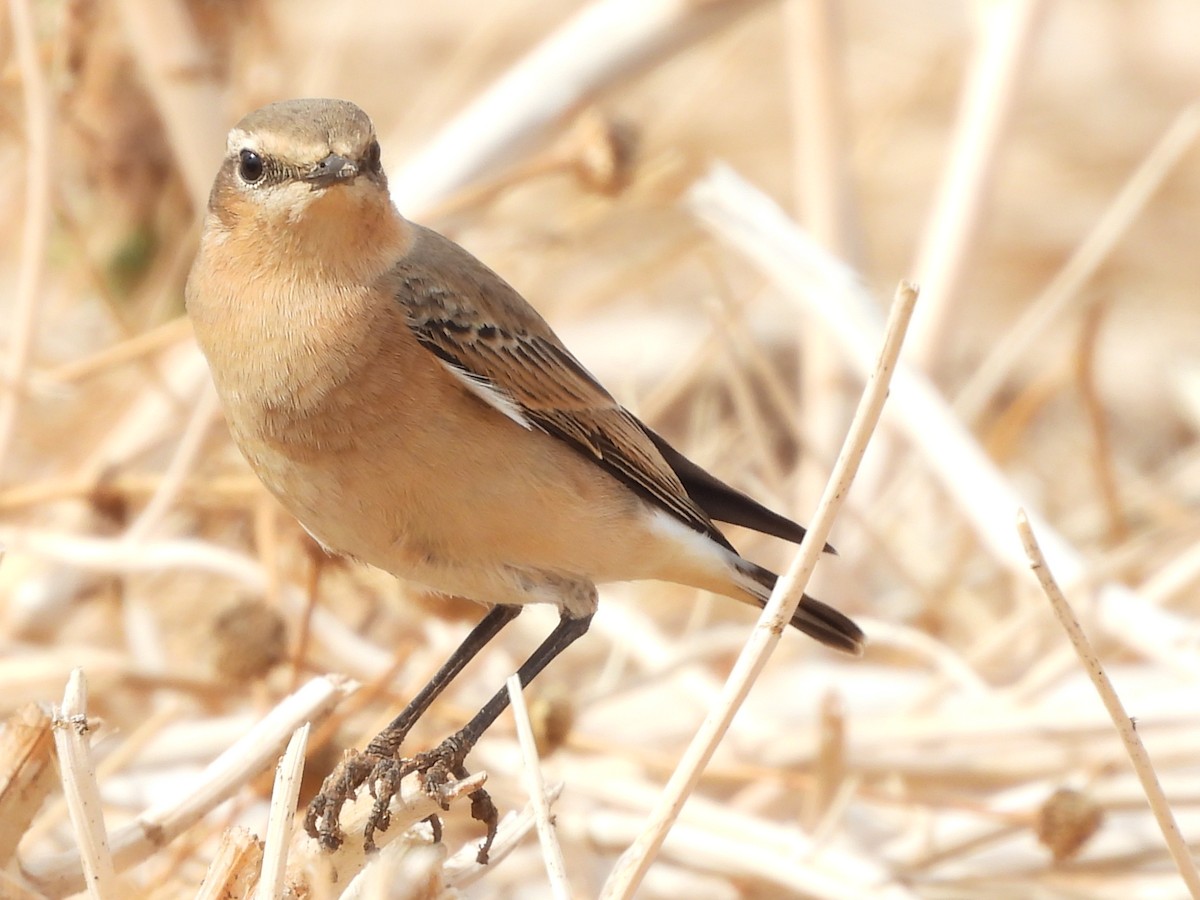 Northern Wheatear - Emilio Costillo Borrego