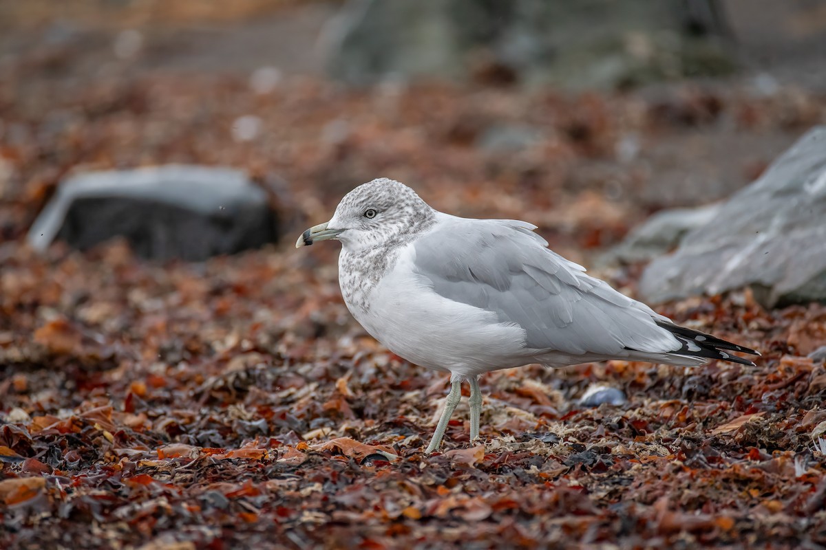 Ring-billed Gull - ML624039776