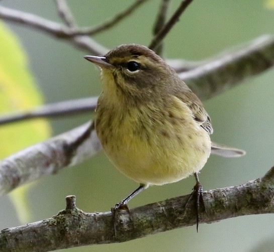 Palm Warbler - ML624039782