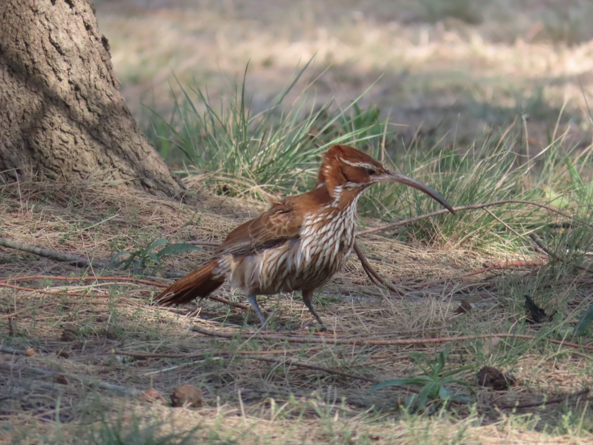 Scimitar-billed Woodcreeper - Eric Pratt