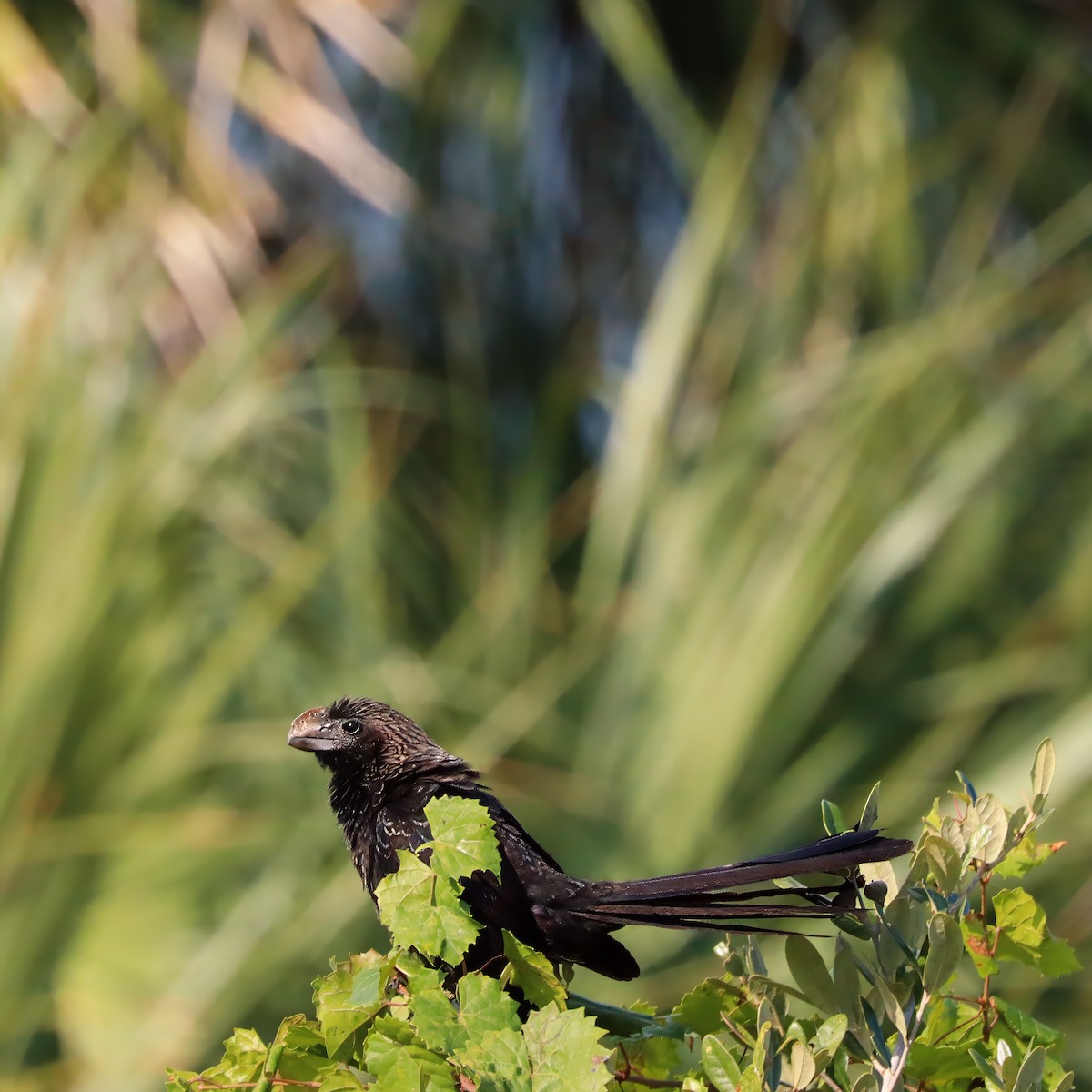 Smooth-billed Ani - Sylvie Nadeau Gneckow