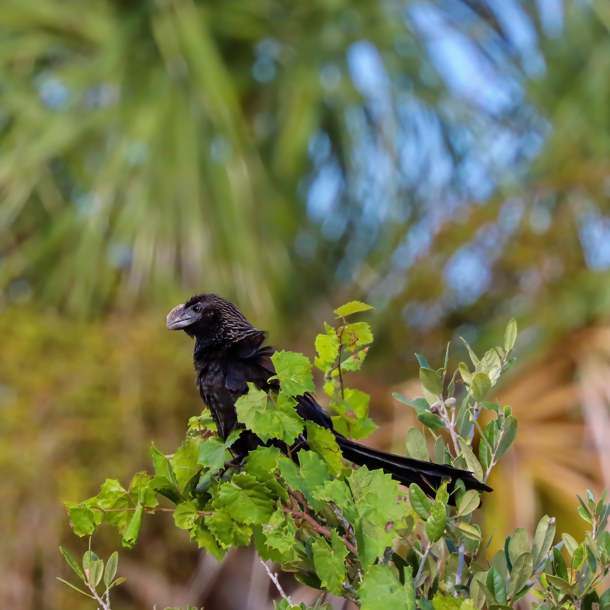 Smooth-billed Ani - ML624039892