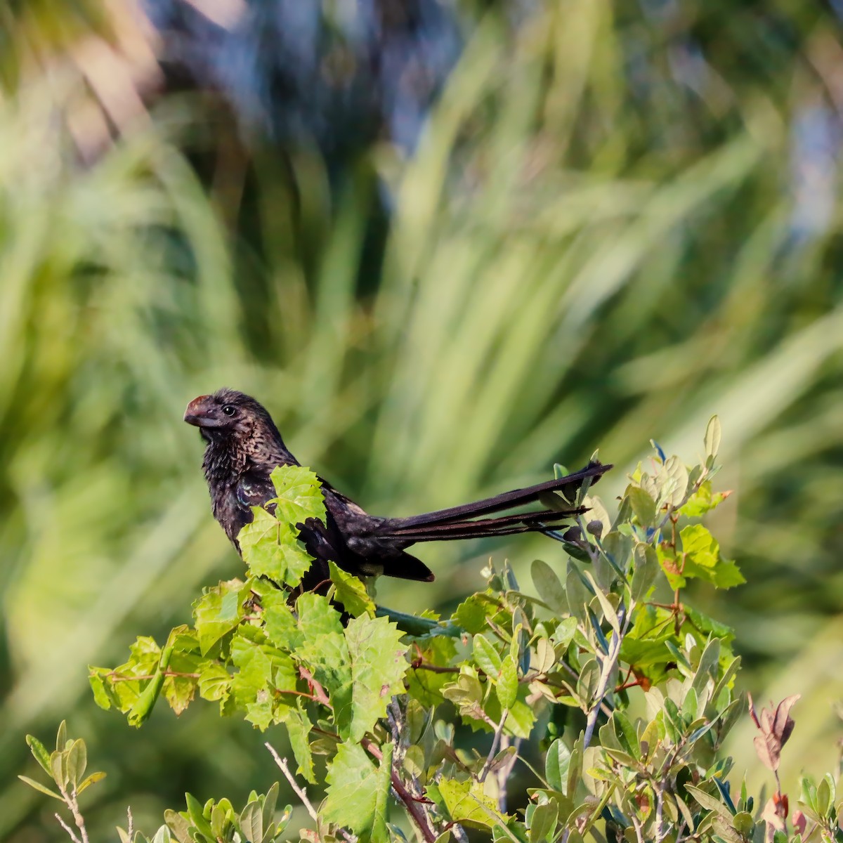 Smooth-billed Ani - Sylvie Nadeau Gneckow