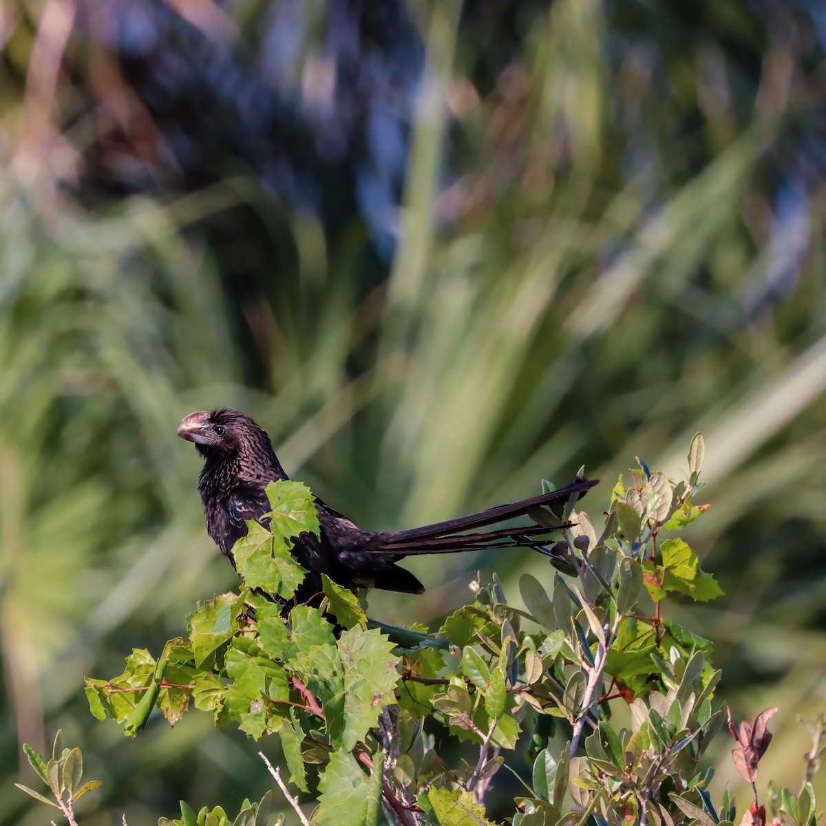 Smooth-billed Ani - ML624039894