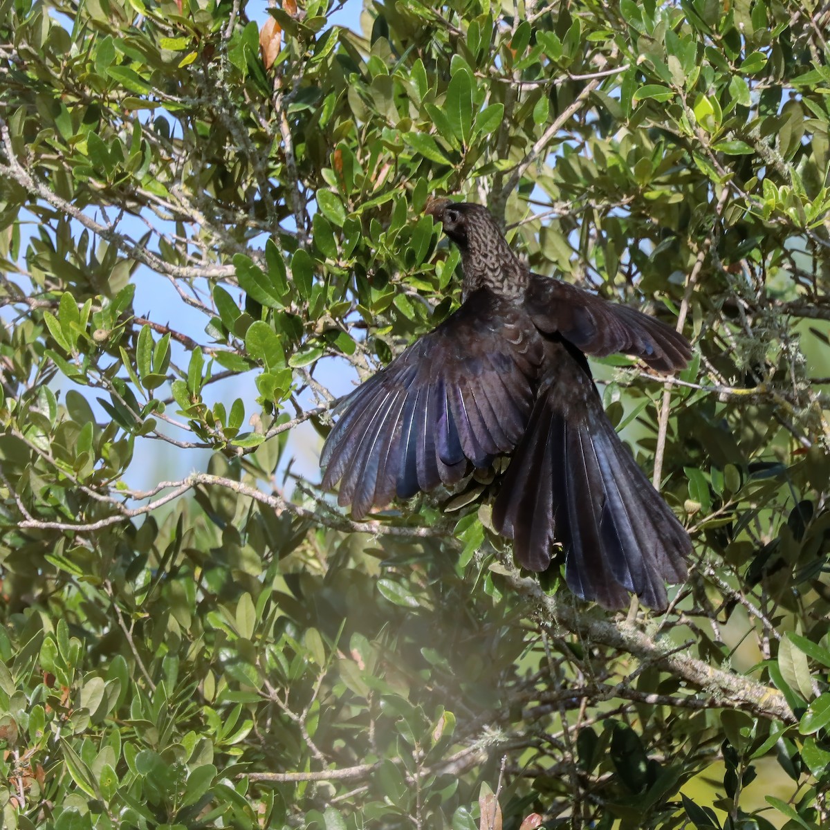 Smooth-billed Ani - ML624039899