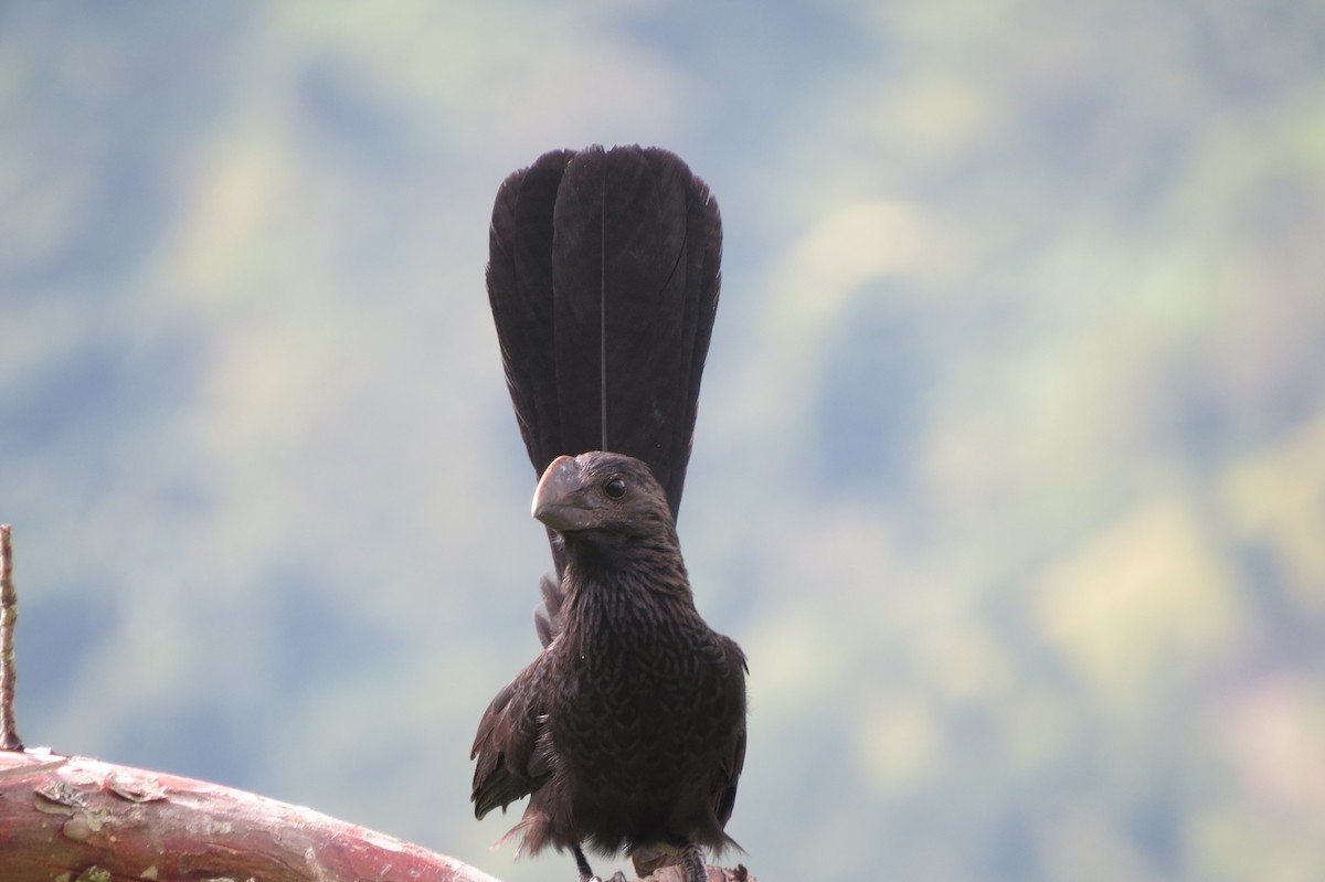 Smooth-billed Ani - ML624039910