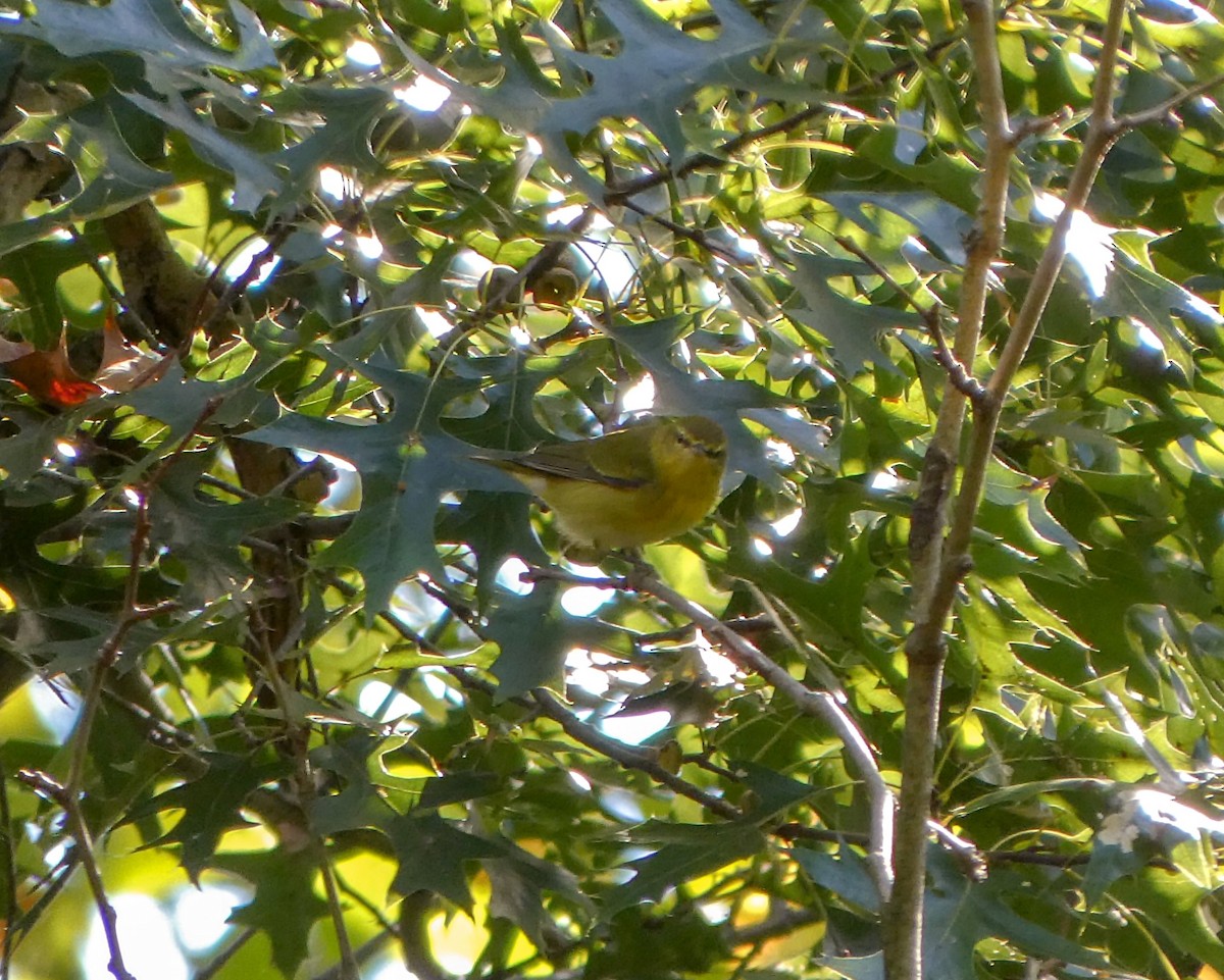 Tennessee Warbler - ML624039956