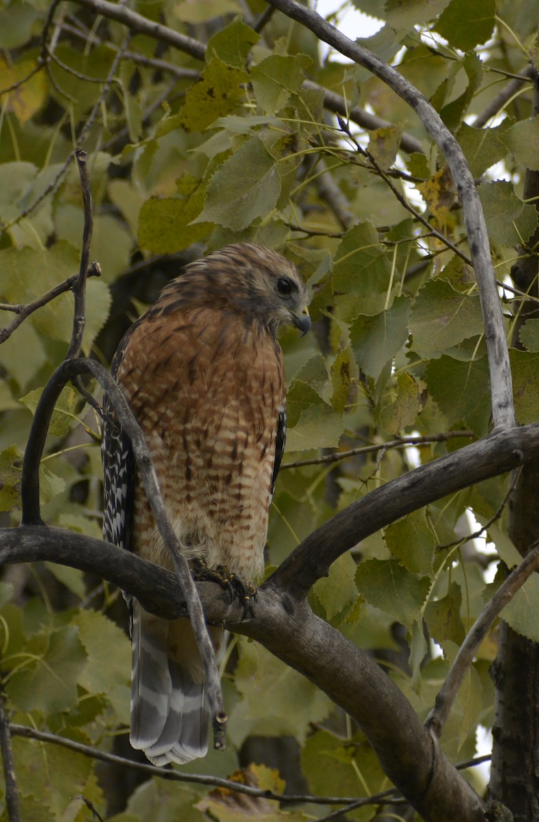 Red-shouldered Hawk - ML624039964