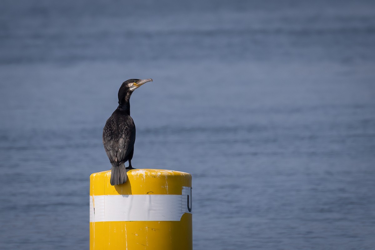 Cormorano - ML624039965