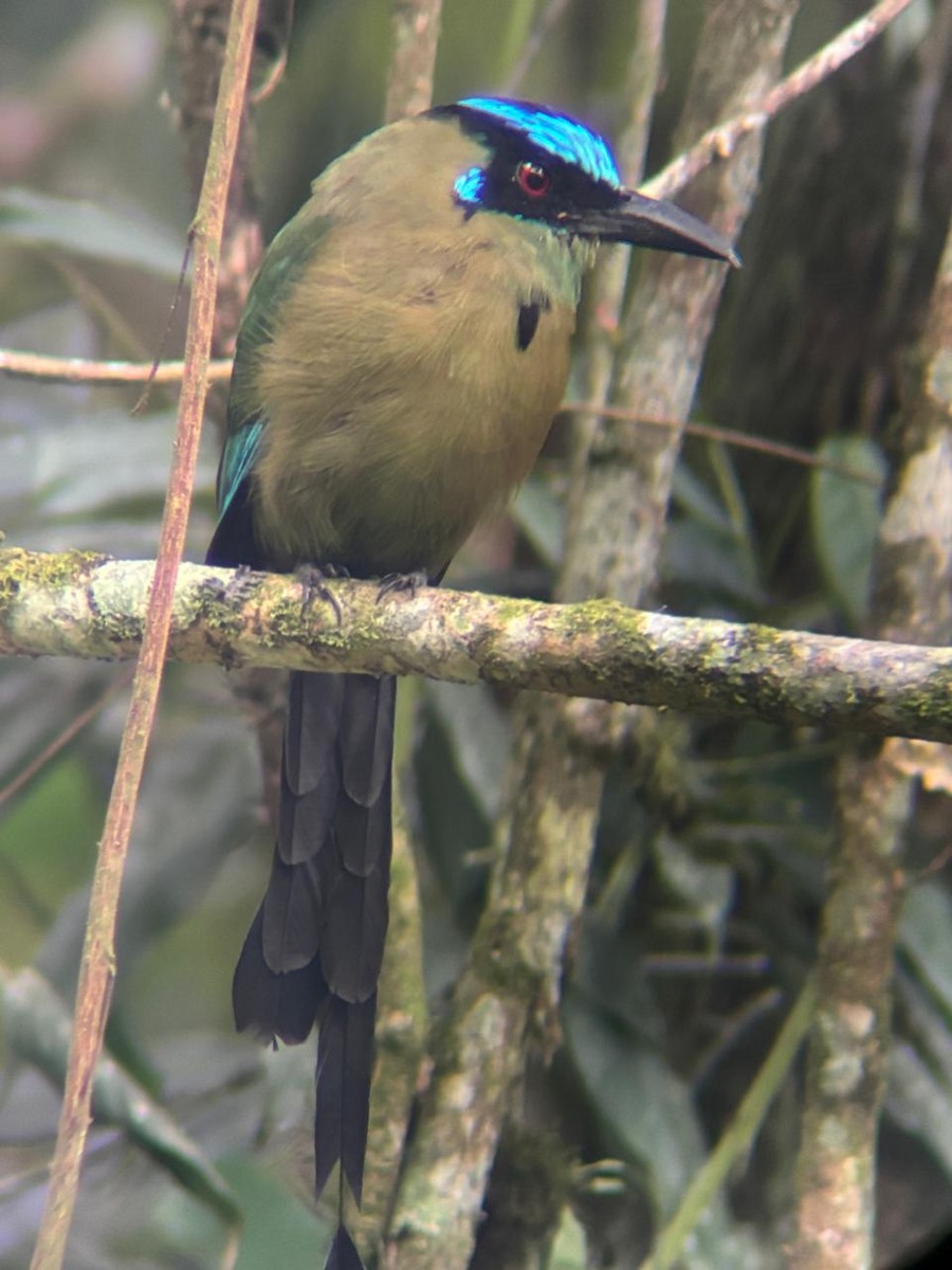 Andean Motmot - Juan Fernando Giraldo Lopera