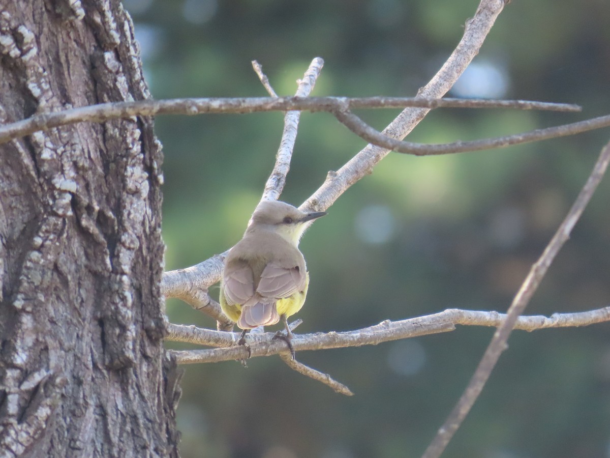 Tropical Kingbird - ML624039971