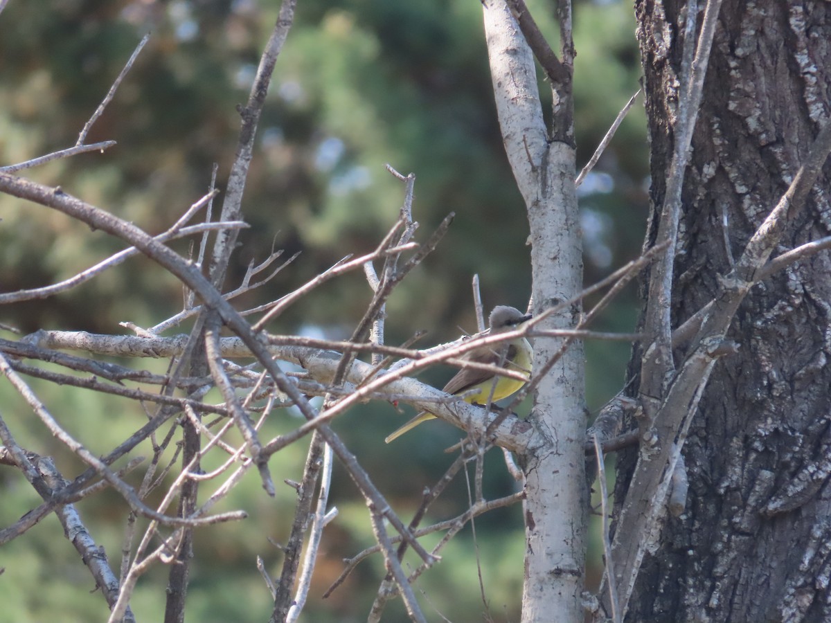 Tropical Kingbird - ML624039972