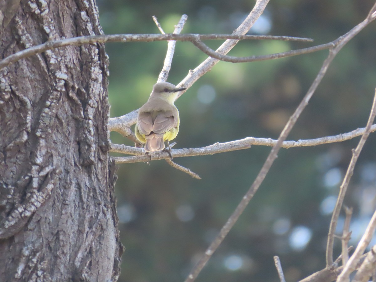 Tropical Kingbird - ML624039973