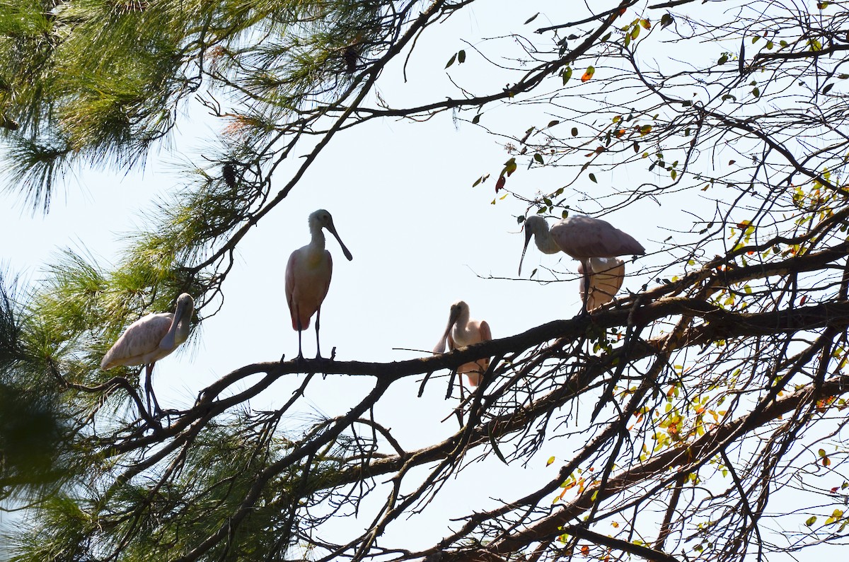 Roseate Spoonbill - ML624039976