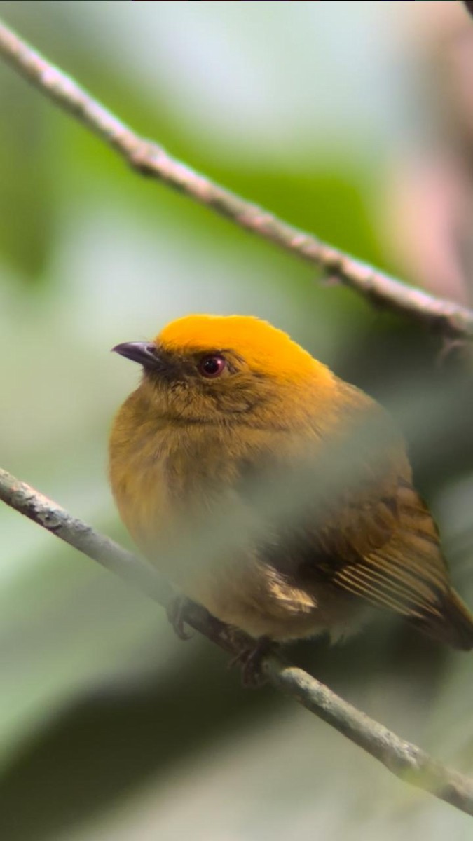 Yellow-headed Manakin - ML624039992