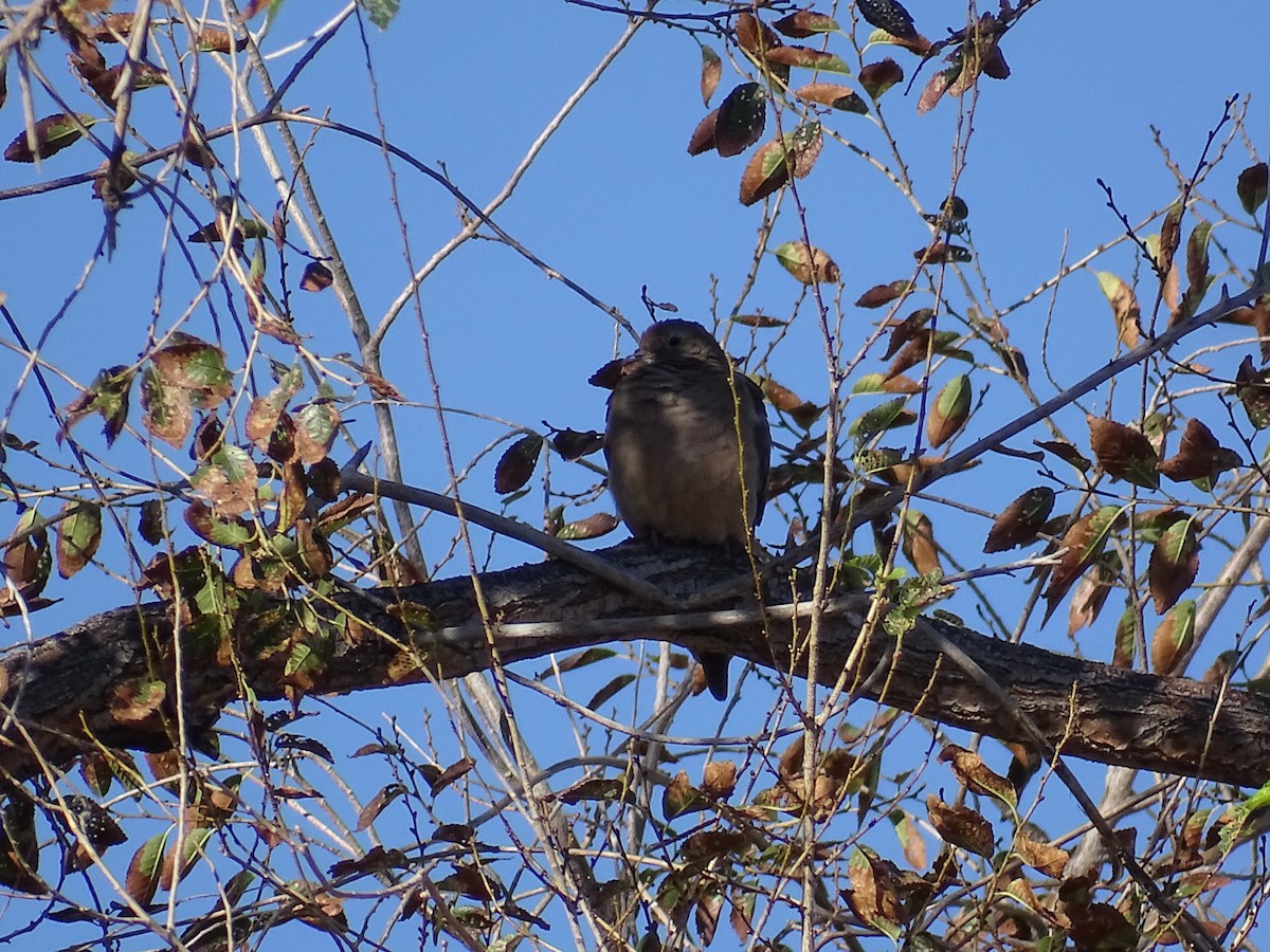 Mourning Dove - ML624039994