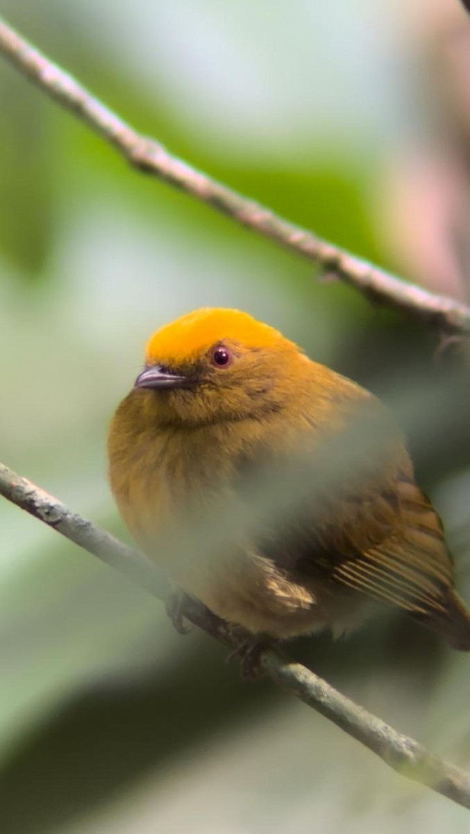 Yellow-headed Manakin - ML624039998