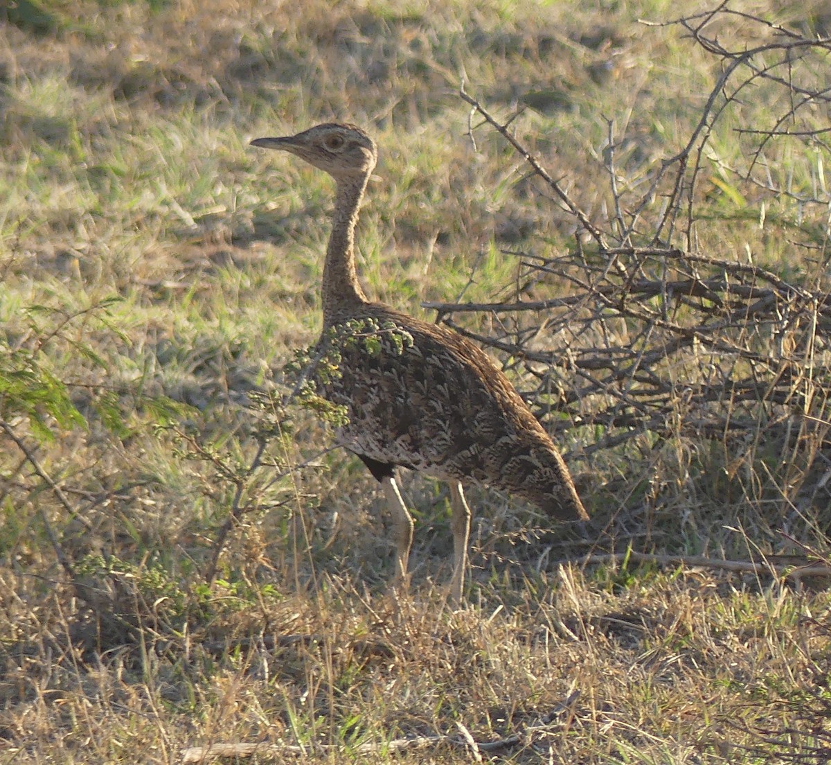 Red-crested Bustard - ML624040041