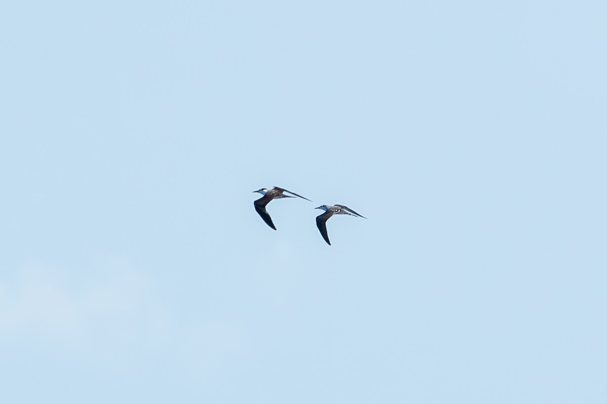 Bridled Tern - ML624040051