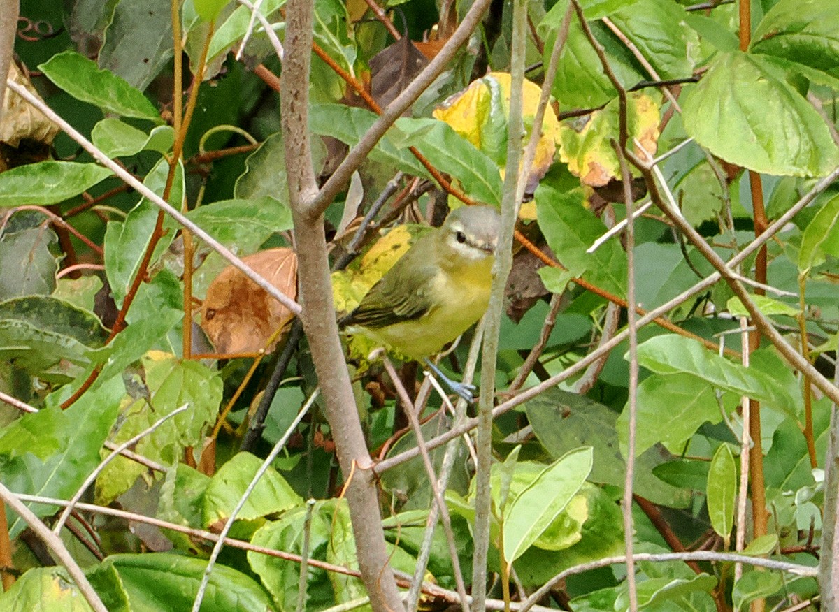 Philadelphia Vireo - ML624040056