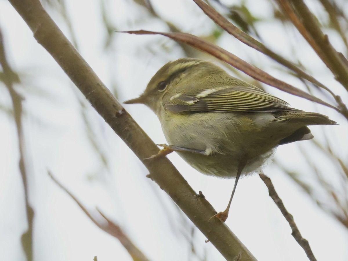 Mosquitero Bilistado - ML624040058