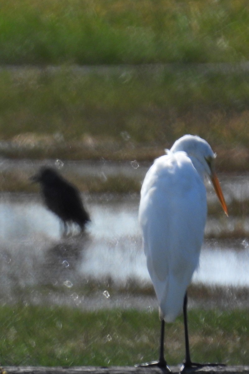 Great Egret - ML624040140