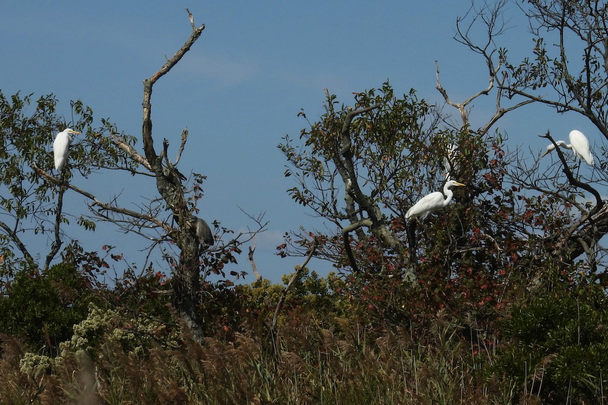 Great Egret - ML624040141