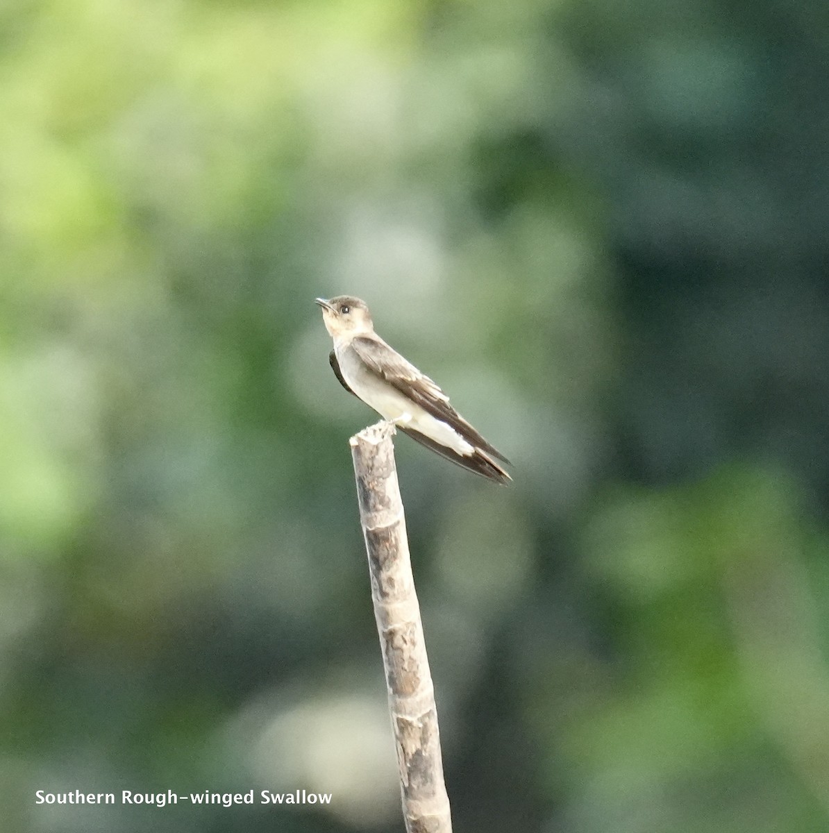 Southern Rough-winged Swallow - ML624040144