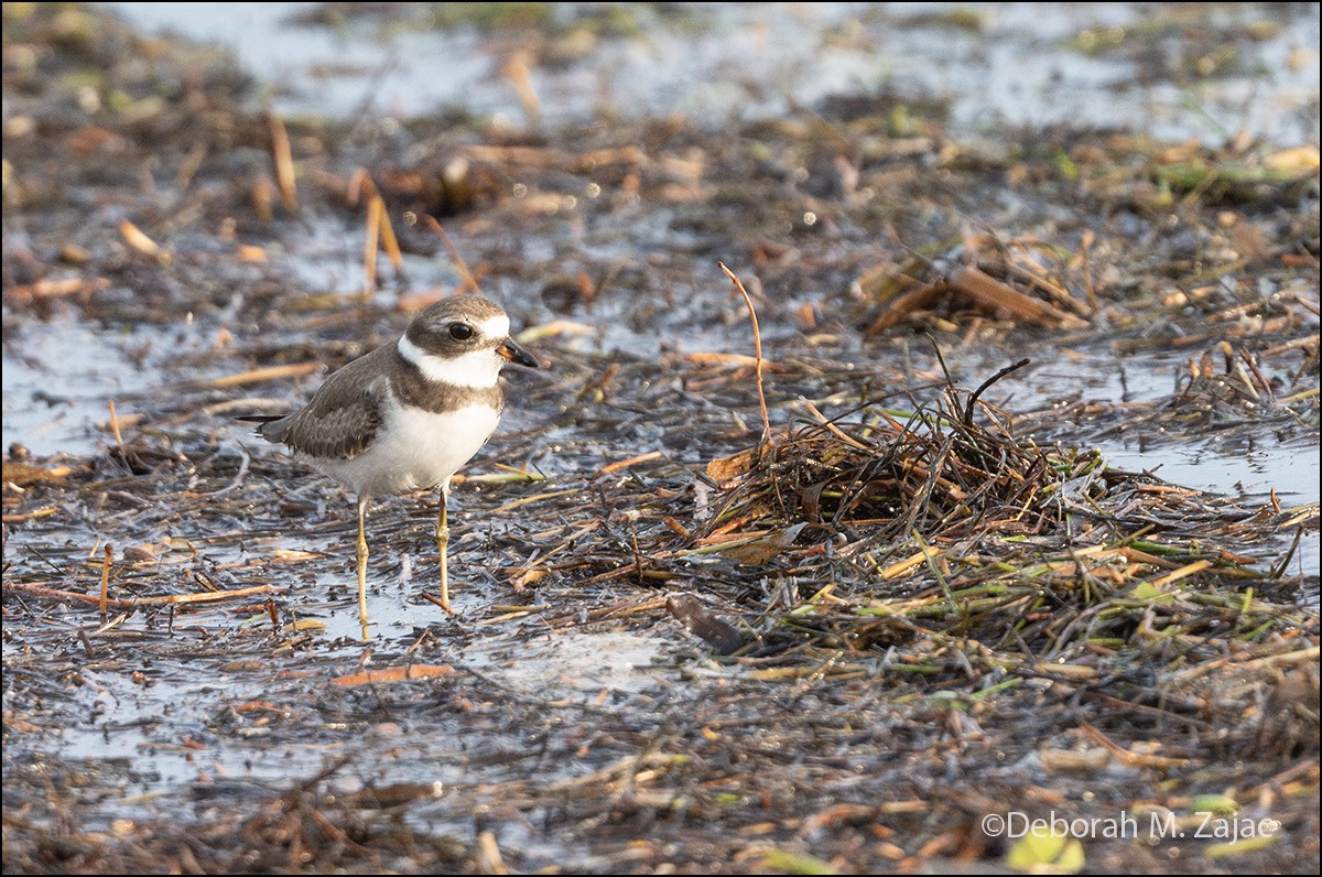 Semipalmated Plover - ML624040146