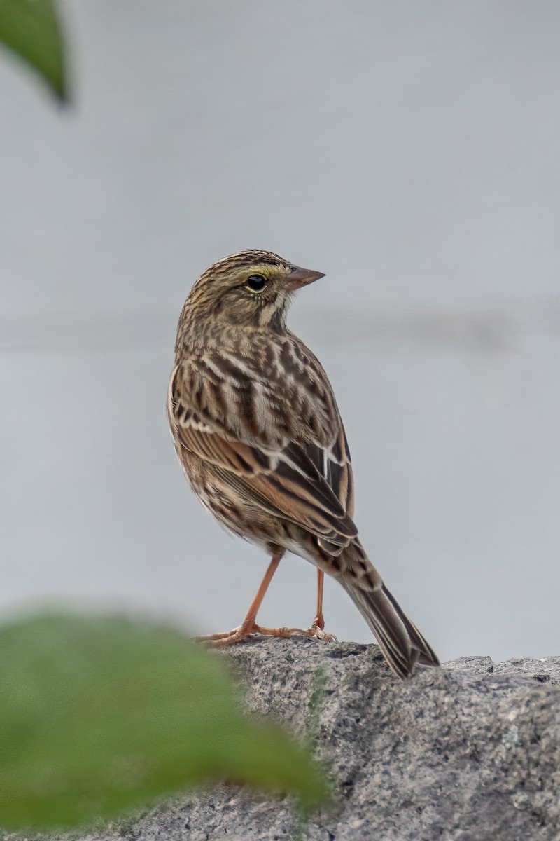 Savannah Sparrow - ML624040159