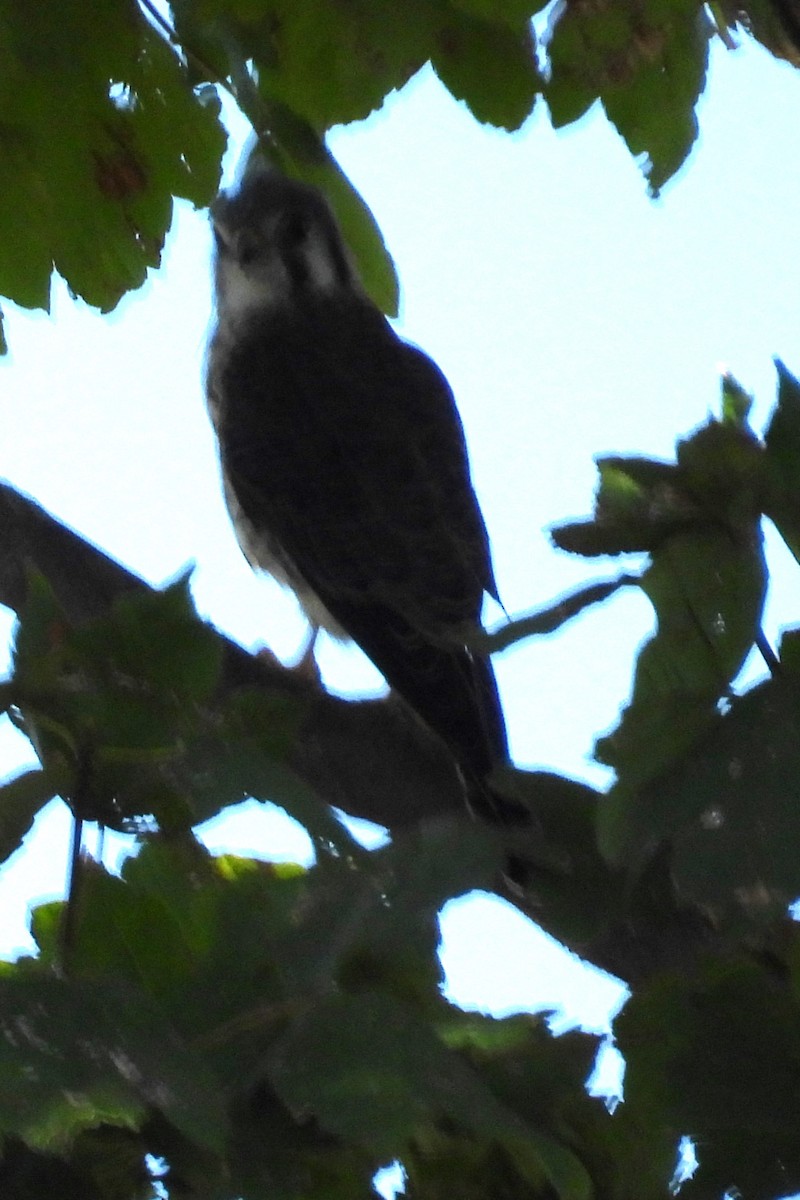 American Kestrel - ML624040165