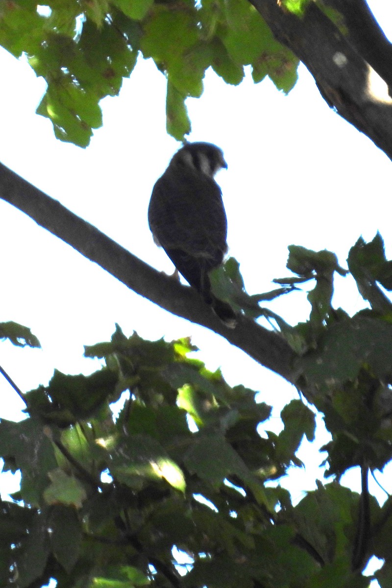 American Kestrel - ML624040166