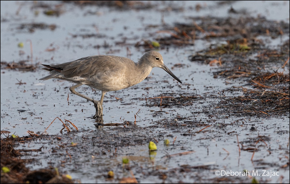 Willet - ML624040168