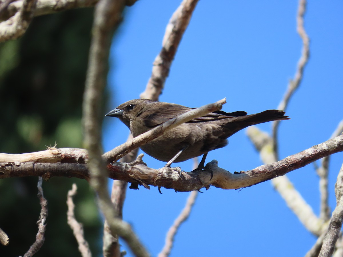 Shiny Cowbird - ML624040172