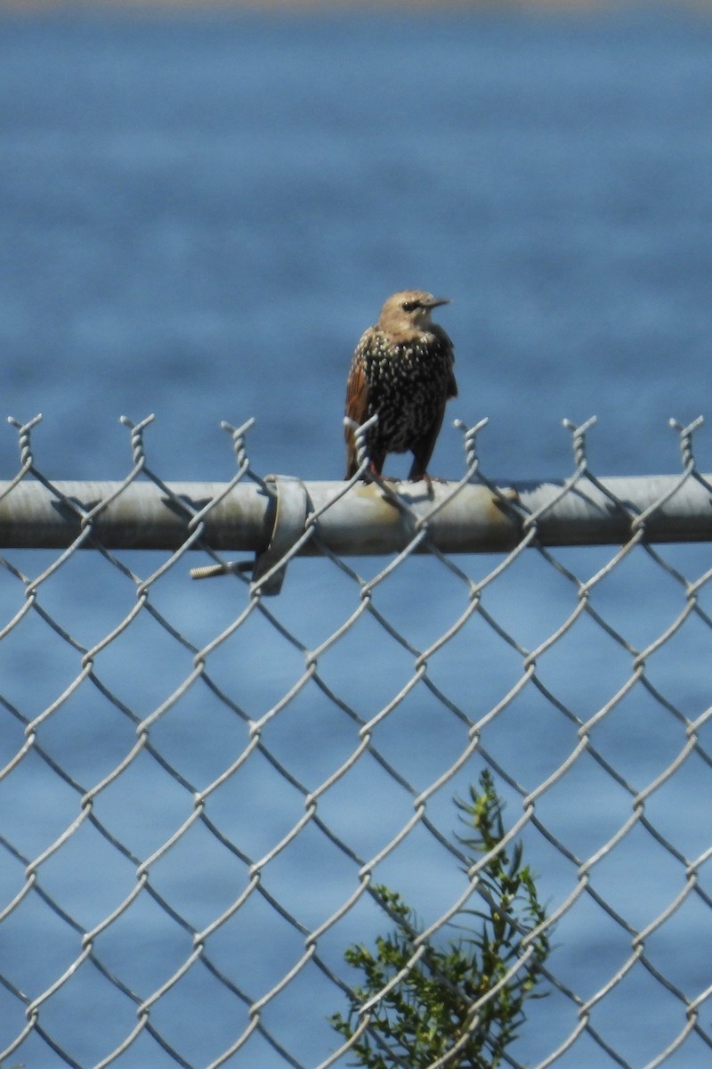 European Starling - ML624040192