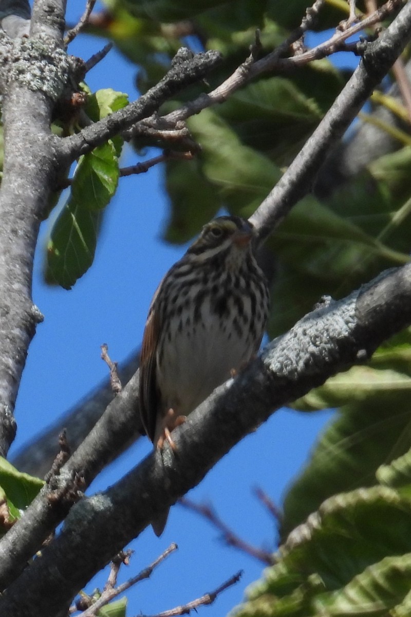 Savannah Sparrow - ML624040207