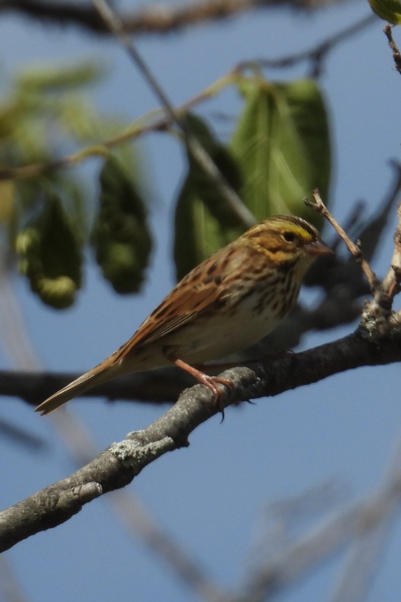 Savannah Sparrow - ML624040208