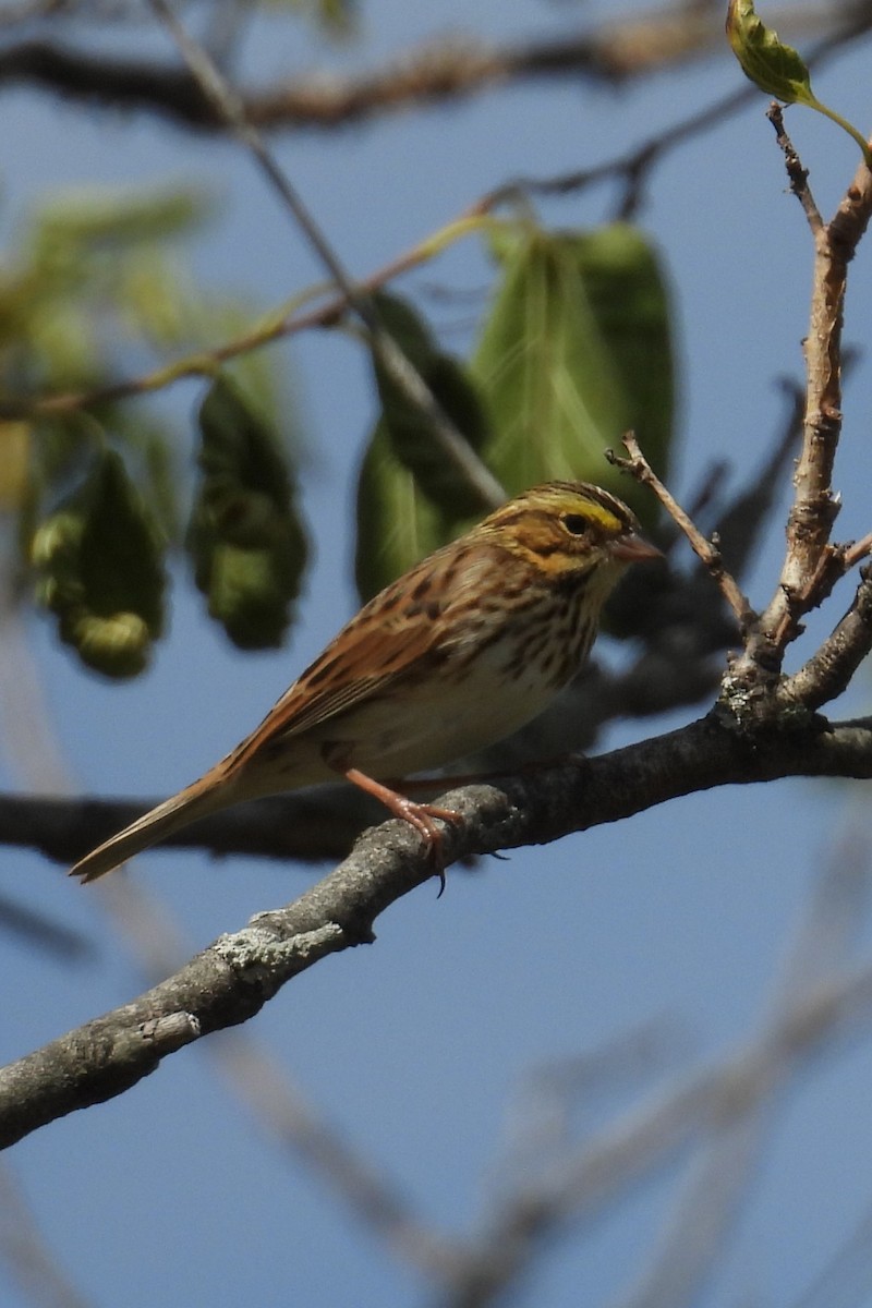 稀樹草鵐 - ML624040209