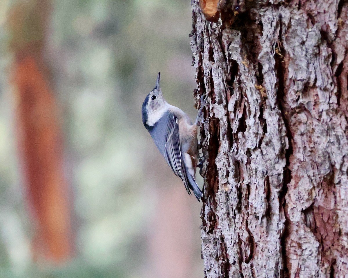 White-breasted Nuthatch - ML624040214