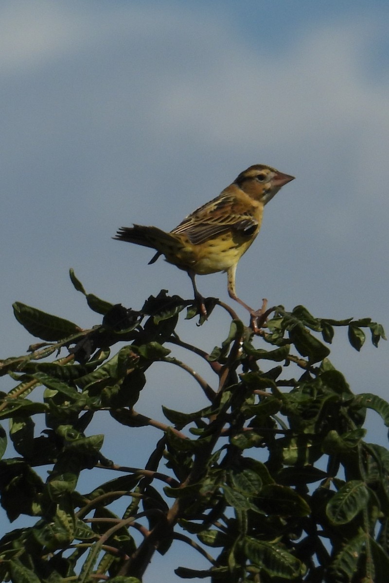 bobolink americký - ML624040219