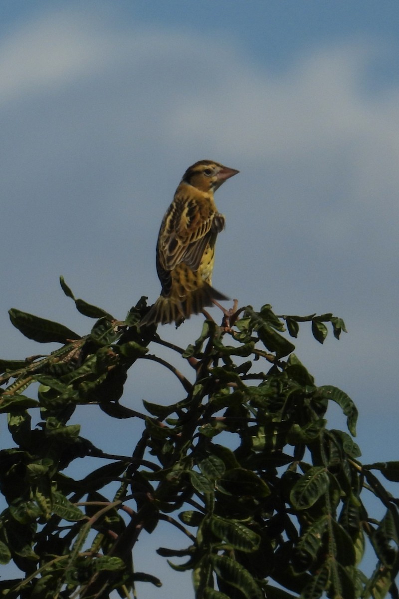 bobolink americký - ML624040220