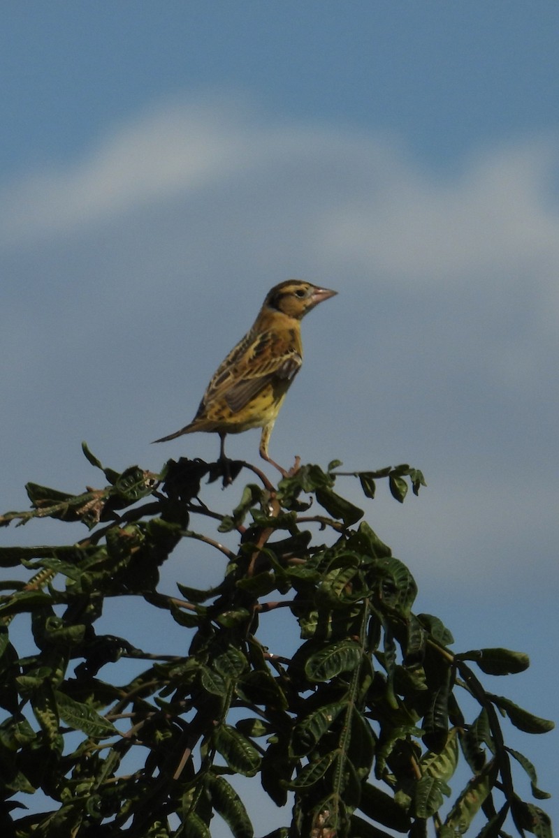 bobolink americký - ML624040221