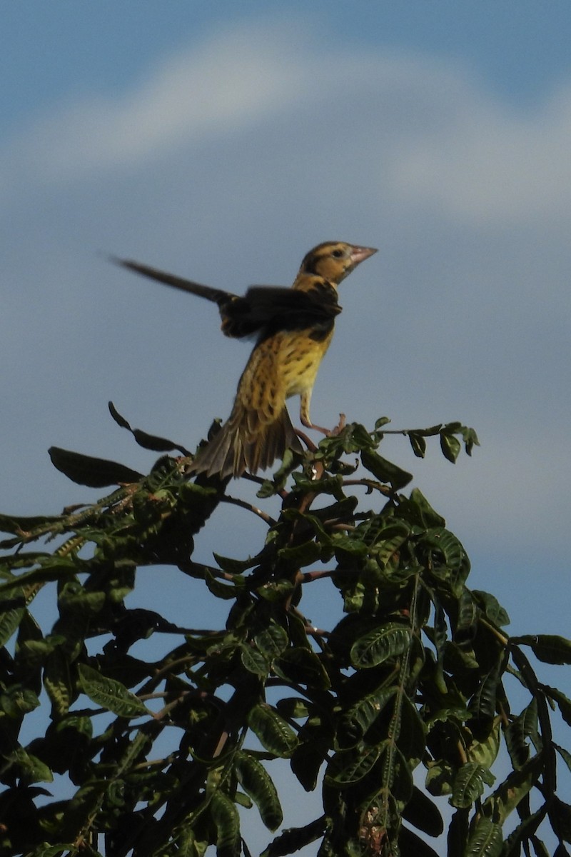 bobolink americký - ML624040222