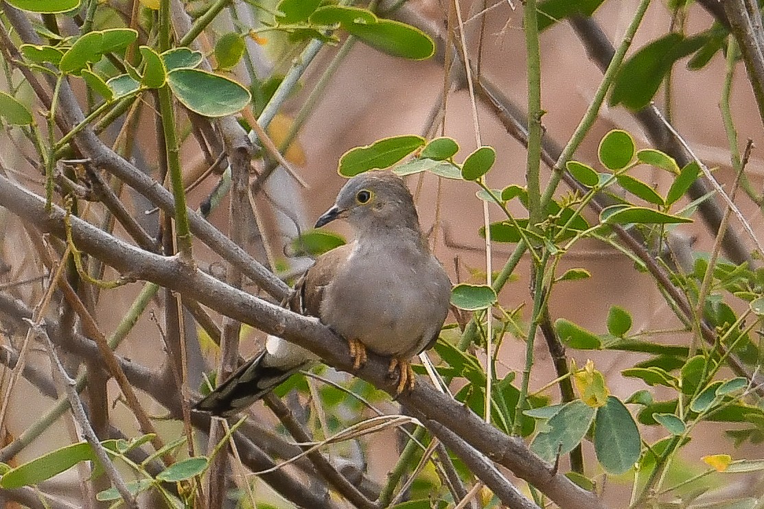 Long-tailed Ground Dove - ML624040267