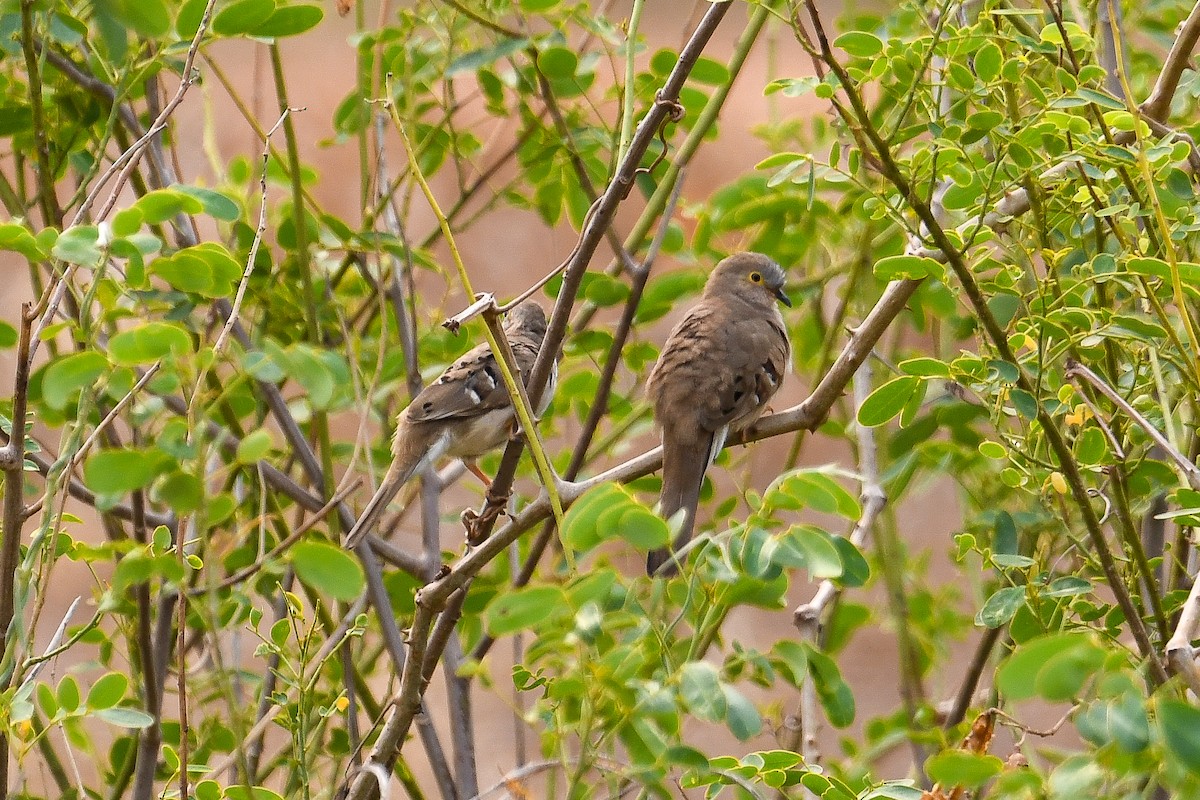 Long-tailed Ground Dove - ML624040268