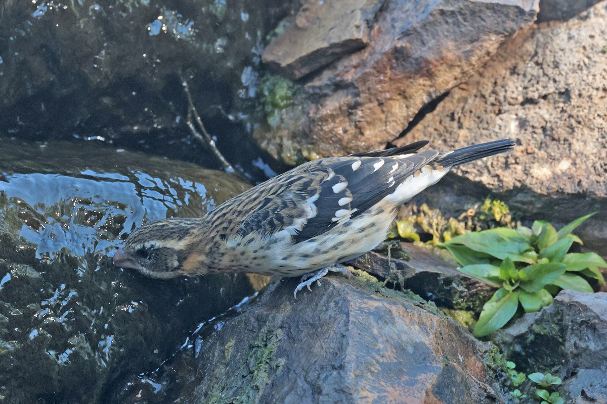 Rose-breasted Grosbeak - ML624040293