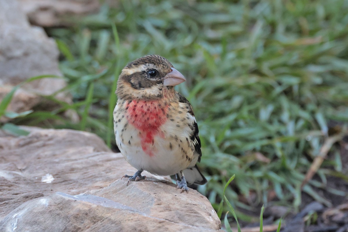 Rose-breasted Grosbeak - ML624040294