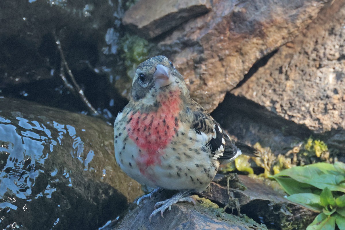Rose-breasted Grosbeak - ML624040295